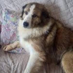 Mastin del Pirineo Mischling Guacamole, 08/2021, ca. 70 cm