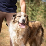 Mastin del Pirineo Mischling Guacamole, 08/2021, ca. 70 cm