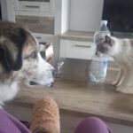 Mastin del Pirineo Mischling Guacamole, 08/2021, ca. 70 cm