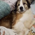 Mastin del Pirineo Mischling Guacamole, 08/2021, ca. 70 cm