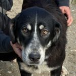 Mastin Mischling Hannah, 07/2025, Endgröße ca. 65 cm