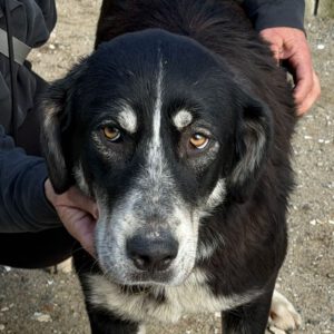 Mastin Mischling Hannah, 07/2025, Endgröße ca. 65 cm