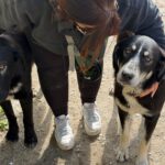 Mastin Mischling Hannah, 07/2025, Endgröße ca. 65 cm