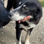 Mastin Mischling Hannah, 07/2025, Endgröße ca. 65 cm