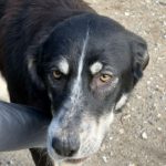 Mastin Mischling Hannah, 07/2025, Endgröße ca. 65 cm