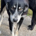 Mastin Mischling Hannah, 07/2025, Endgröße ca. 65 cm