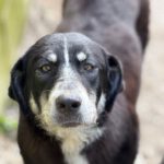 Mastin Mischling Hannah, 07/2025, Endgröße ca. 65 cm