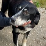 Mastin Mischling Hannah, 07/2025, Endgröße ca. 65 cm