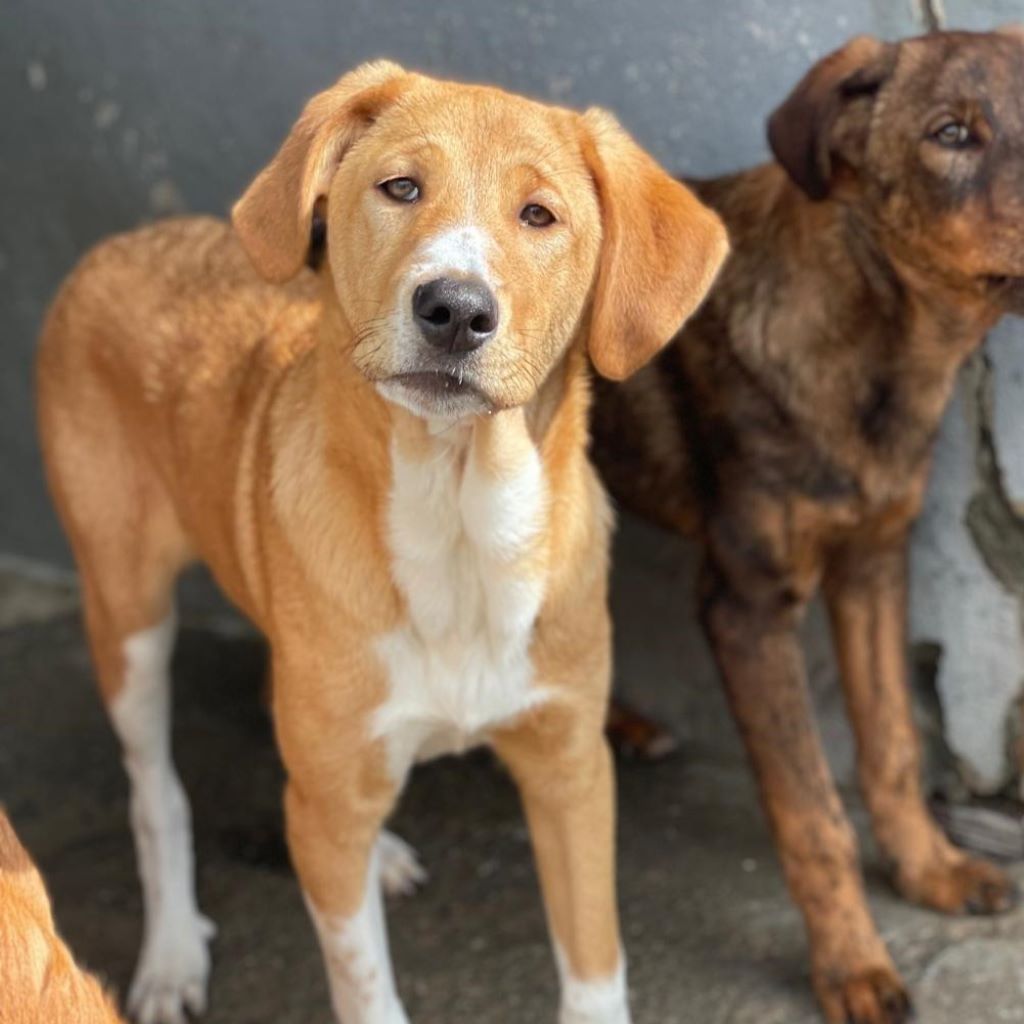 Mastin Mischling Happy, 08/2025 , Endgröße ca. 55 cm