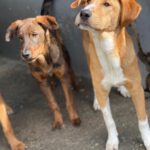 Mastin Mischling Happy, 08/2025 , Endgröße ca. 55 cm