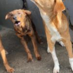 Mastin Mischling Happy, 08/2025 , Endgröße ca. 55 cm