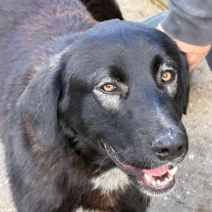 Mastin Mischling Hector, 07/2025, Endgröße ca. 70 cm