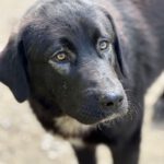 Mastin Mischling Hector, 07/2025, Endgröße ca. 70 cm