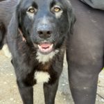 Mastin Mischling Hector, 07/2025, Endgröße ca. 70 cm