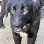 Mastin Mischling Hector, 07/2025, Endgröße ca. 70 cm