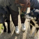 Mastin Mischling Hector, 07/2025, Endgröße ca. 70 cm