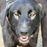 Mastin Mischling Hector, 07/2025, Endgröße ca. 70 cm