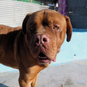 Bordeauxdogge (Mischling?) Hidro, 01/2023, ca. 65 cm