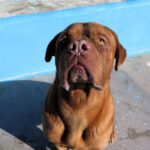 Bordeauxdogge (Mischling?) Hidro, 01/2023, ca. 65 cm