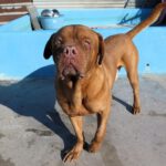 Bordeauxdogge (Mischling?) Hidro, 01/2023, ca. 65 cm