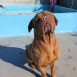 Bordeauxdogge (Mischling?) Hidro, 01/2023, ca. 65 cm