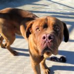 Bordeauxdogge (Mischling?) Hidro, 01/2023, ca. 65 cm