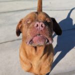 Bordeauxdogge (Mischling?) Hidro, 01/2023, ca. 65 cm