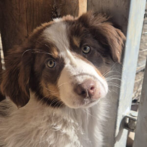 Hilfe für Bulgarien