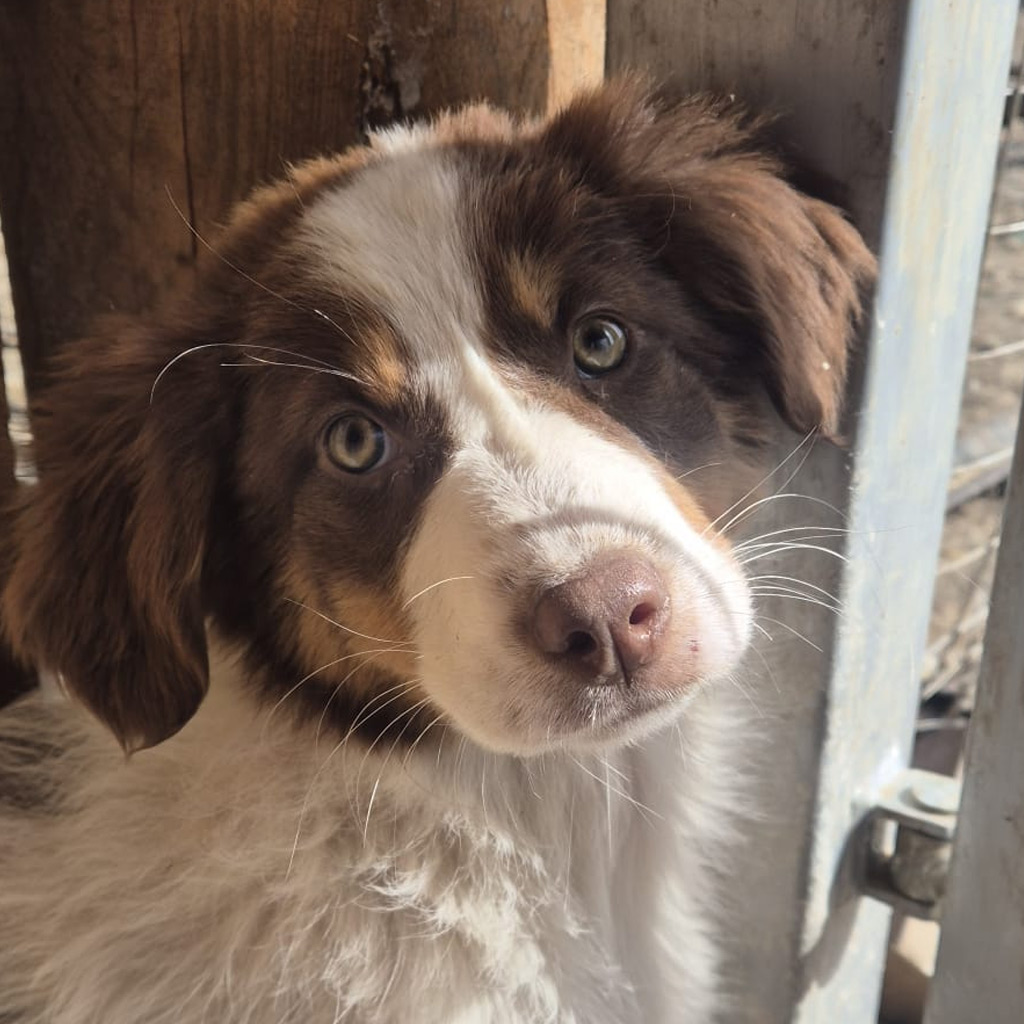 Hilfe für Bulgarien