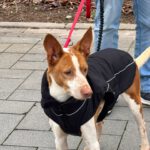 Podenco Igor, 01/2021, ca. 45 cm, 41564 Kaarst