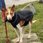 Podenco Igor, 01/2021, ca. 45 cm, 41564 Kaarst