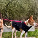 Podenco Igor, 01/2021, ca. 45 cm, 41564 Kaarst