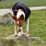 Podenco Igor, 01/2021, ca. 45 cm, 41564 Kaarst