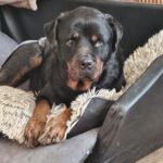 Rottweiler Iris, 02/2014, ca. 60 cm, 73614 Schorndorf