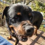 Rottweiler Iris, 02/2014, ca. 60 cm, 73614 Schorndorf