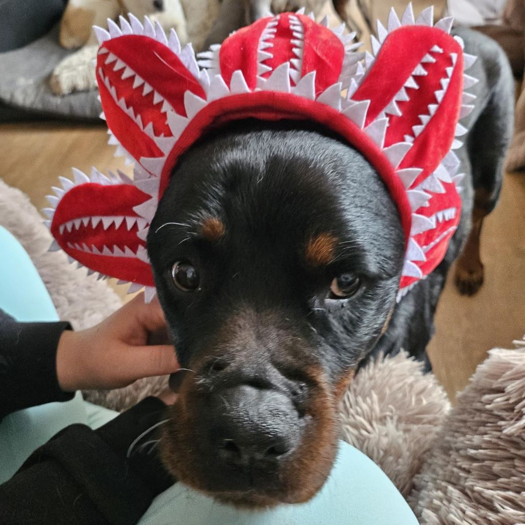 Rottweiler Iris, 02/2014, ca. 60 cm, 73614 Schorndorf