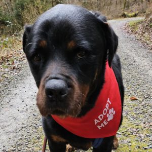 Rottweiler Iris, 02/2014, ca. 60 cm, 73614 Schorndorf