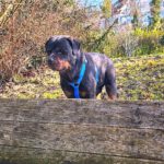 Rottweiler Iris, 02/2014, ca. 60 cm, 73614 Schorndorf