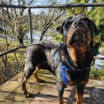 Rottweiler Iris, 02/2014, ca. 60 cm, 73614 Schorndorf