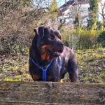 Rottweiler Iris, 02/2014, ca. 60 cm, 73614 Schorndorf