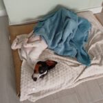 Bodeguero Jackson, 02/2025, ca. 43 cm