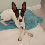 Bodeguero Jackson, 02/2025, ca. 43 cm