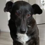 Mischling Jagoda, 07/2012, ca. 38 cm, 23560 Lübeck