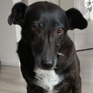 Mischling Jagoda, 07/2012, ca. 38 cm, 23560 Lübeck