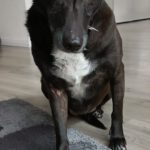 Mischling Jagoda, 07/2012, ca. 38 cm, 23560 Lübeck