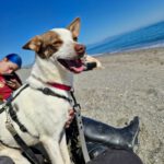 Podenco Mischling Jerome, 04/2024, ca. 45 cm