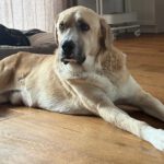 Mischling Jim Carrey, 02/2019, ca. 70 cm, 31311 Uetze