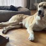 Mischling Jim Carrey, 02/2019, ca. 70 cm, 31311 Uetze