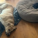 Mischling Jim Carrey, 02/2019, ca. 70 cm, 31311 Uetze