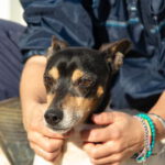 Bodeguero Johnny, 01/2018, ca. 39 cm